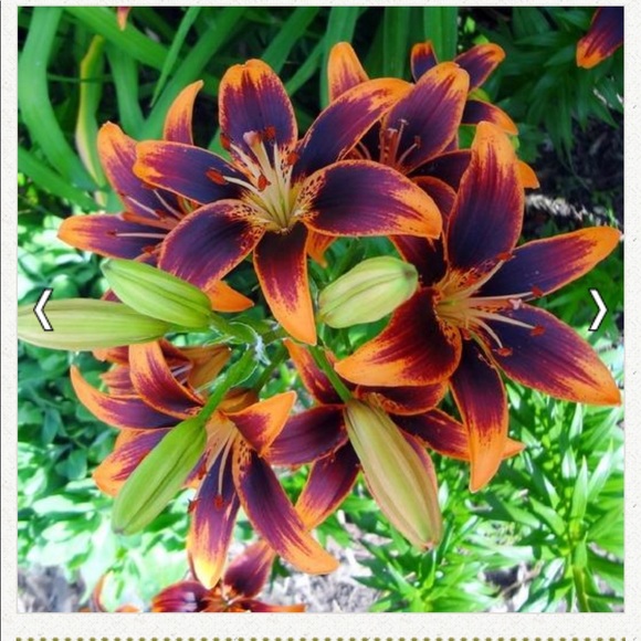 Meet your Posher, Rachel - Picture 2 of 2